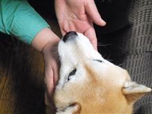 柴犬萌ゆる季節・・・