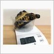 2014.5.20　かめ吉の身体測定