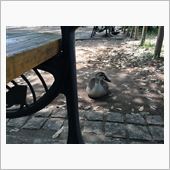 マガモか、