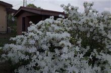 クモの巣払いとお馬さんの心臓の煤払い