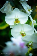 神代植物公園　温室から