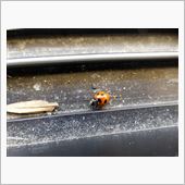 季節虫