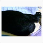 おとなしくネコ外眺めてた～