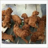 とろろ昆布