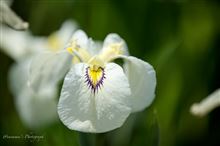 ひとあし早く花菖蒲