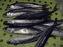 魚屋さんに並び始めました。