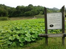 古代ハス開花は中旬とか～
