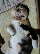 パラダイス工房から橙蛙屋工房へ☆ パラダイス工房から橙蛙屋工房へ☆