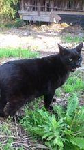 黒猫