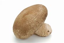 しいたけ皮膚炎（生焼けしいたけにご注意）