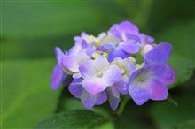 府中市郷土の森　紫陽花