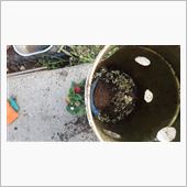 ゴマ　初挑戦　と　ベール缶四 ...