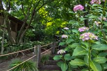 2014.06.09　染谷花しょうぶ園と道端の花♪ 