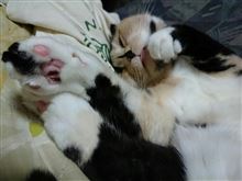 大工の名残(*´ω`*) 大工の名残(*´ω`*)