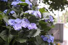 季節もの
