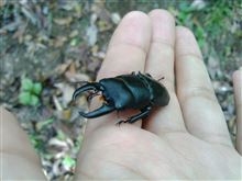 天然物のヒラタクワガタ☆