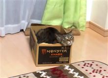 箱入り･･･