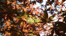 1本だけ春紅葉