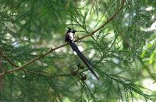 朝飯後のサンコウチョウ 朝飯後のサンコウチョウ