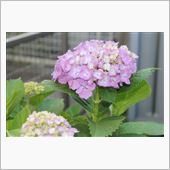 紫陽花、まだこれからです♪