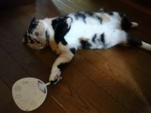 やっぱりね(*^_^*)