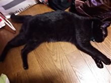 ネコは寝ようと誘ってるが
