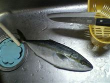それでもウナギを食いますか