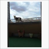 みゅう君、やっと外に出る。