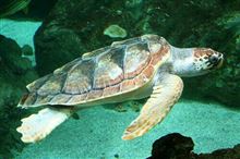 ６年振りにアカウミガメが明石の海岸で産卵…(ﾟoﾟ;