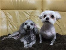 サマーカット
