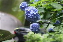 梅雨なので出掛けてみました♪