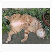 生存ちう