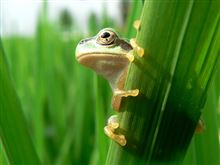 梅雨明け・・・？