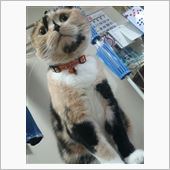 忙しくて( ; ゜Д゜)