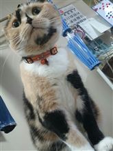 忙しくて( ; ゜Д゜)