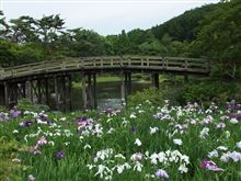 梅雨の季節の花々