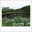 梅雨の季節の花々