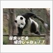 笹喰ってる場合じゃねえ。