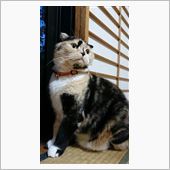 実験♪実験♪♪～(・ε・ )