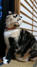 実験♪実験♪♪～(・ε・ )