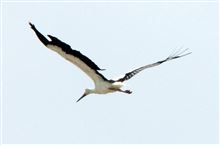 絶滅種を撮りました 絶滅種を撮りました