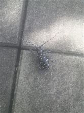 カミキリムシです