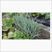 下仁田ネギ　本植え付け