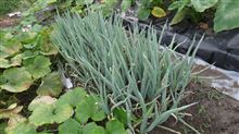 下仁田ネギ　本植え付け