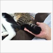 ねこの尻尾はやわらかい