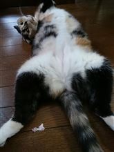 やってる♪やってる♪