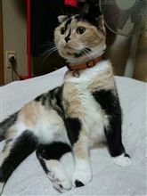 進んだ気がする～Ψ(￣∇￣)Ψ