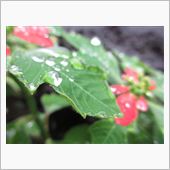 Rain Rain