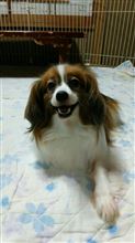 今日のぱぴよん