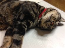 俺も男だぁ(＾ｰ^)ノ